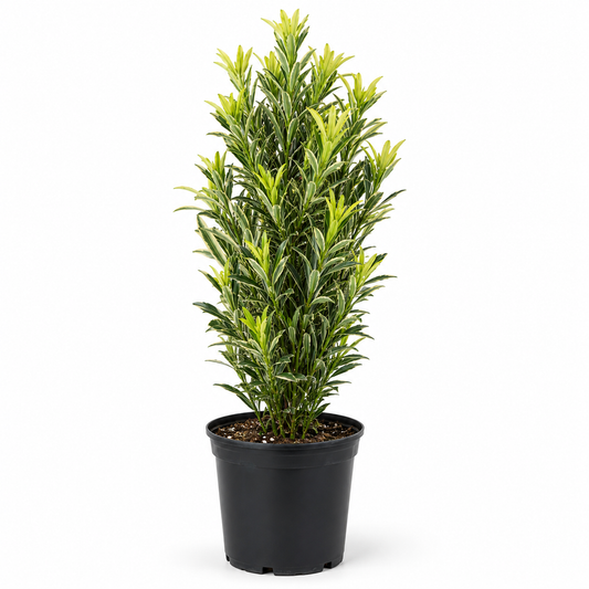 Roman Candle® Podocarpus – 3 Gallon