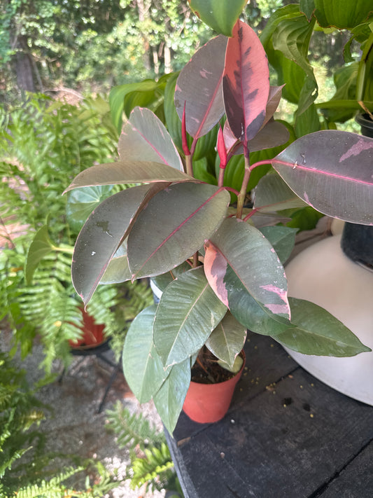 Ficus Elastica Ruby Red (4")