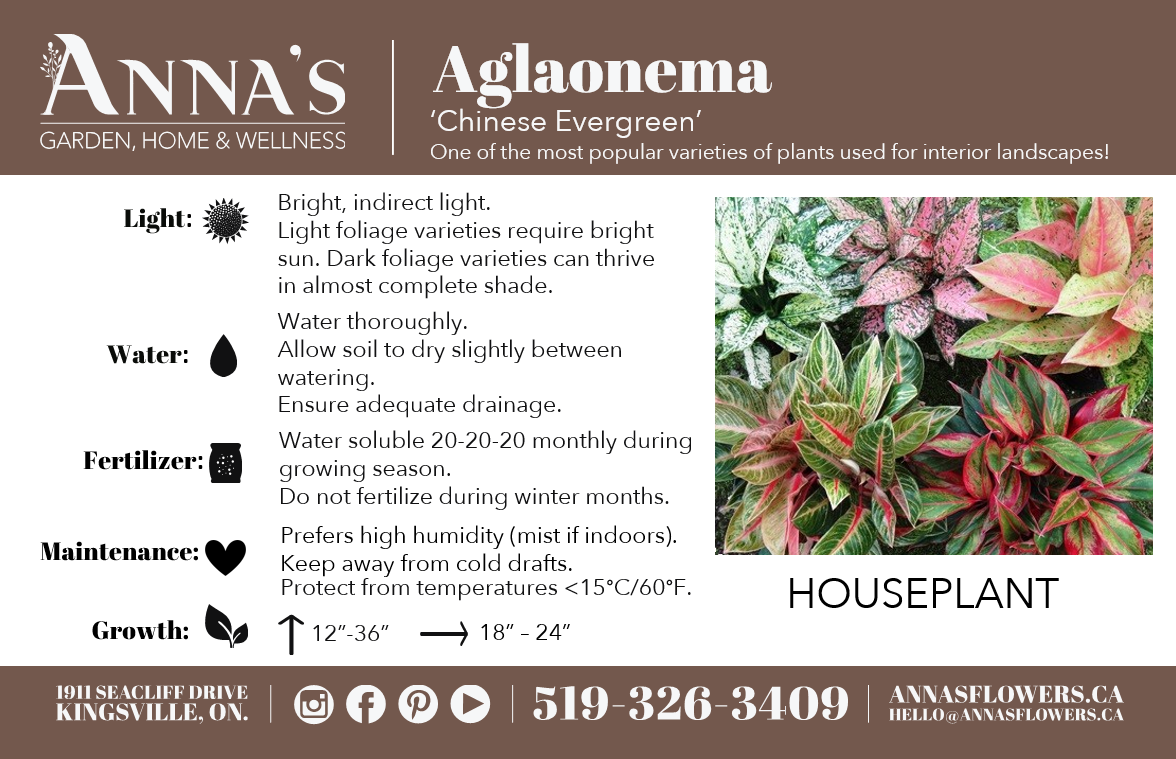 6" Aglaonema Very Red