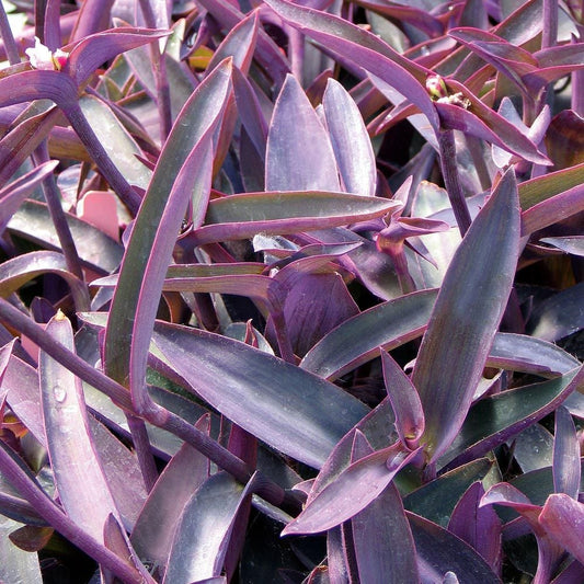 Purple Queen (1 Gallon)