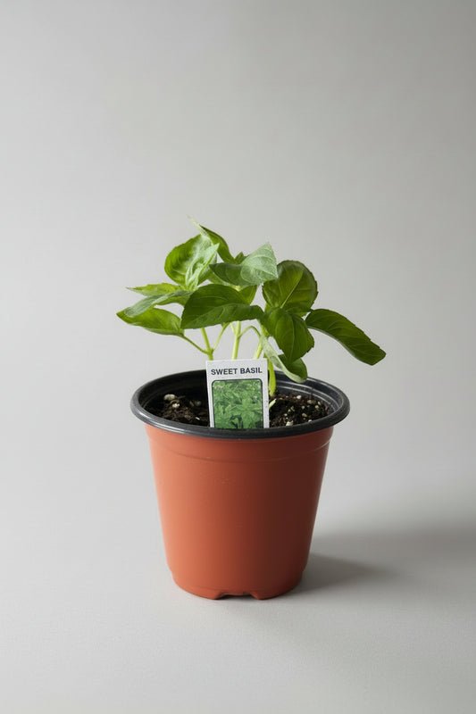 🌿 Sweet Basil – 4.5”