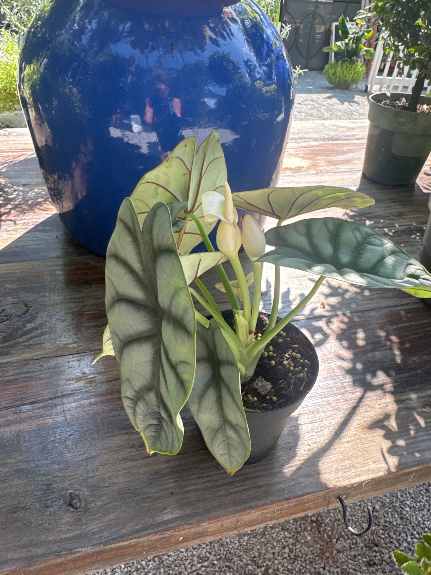 Alocasia Silver Dragon (4")