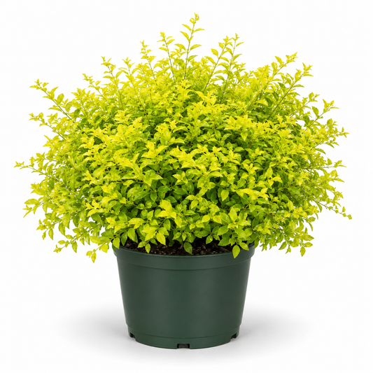 Gold Mound Duranta – 1 Gallon