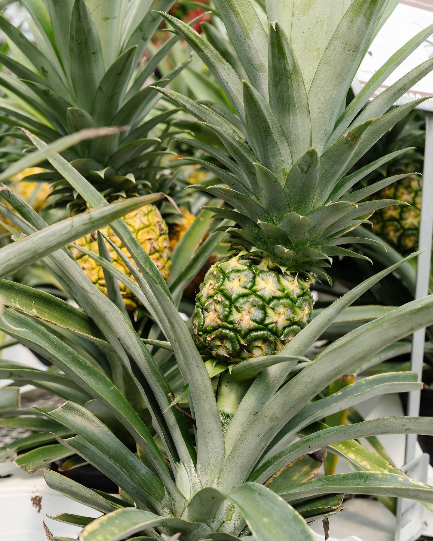 🍍 2 Gallon Pineapple Plant