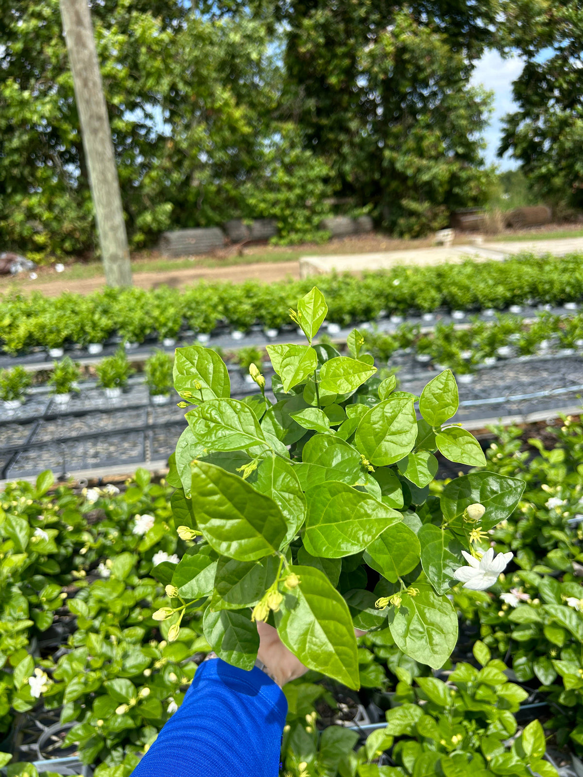 4" Jasmine sambac, 'Maid of Orleans'
