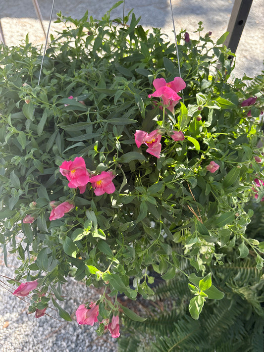 Snapdragon Trailing Rose (11HB)