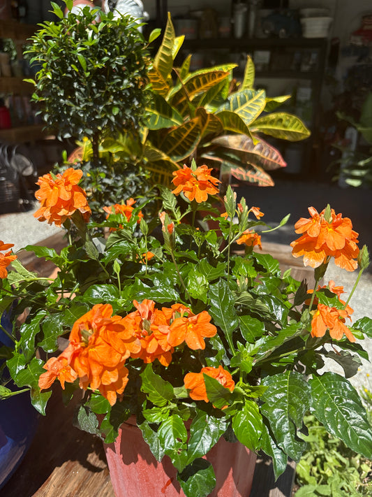 Crossandra Orange (Firecracker Flower) (10")