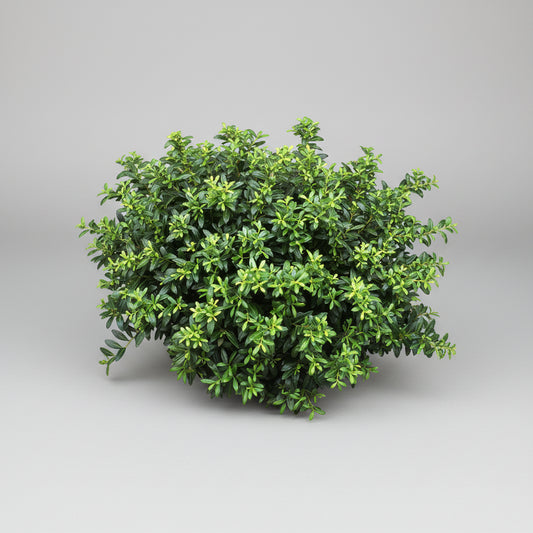 Soft Touch Holly (3 Gal)
