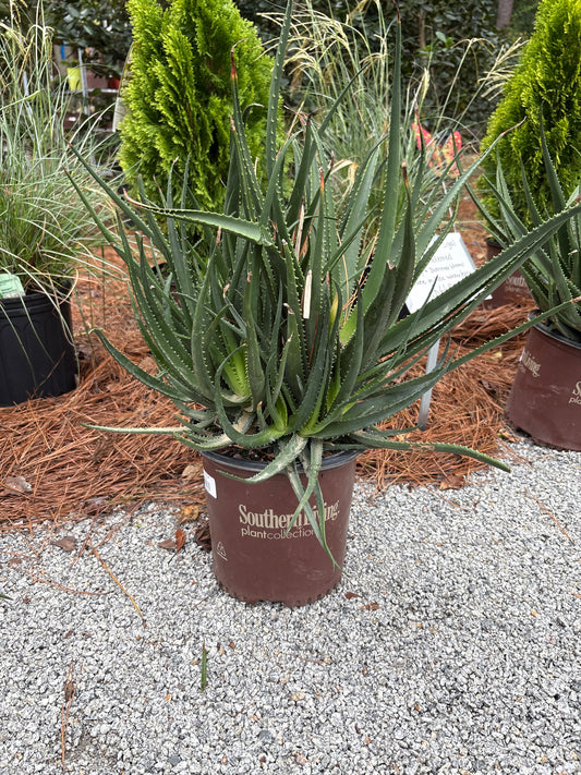 Aloe ‘Safari Rose’