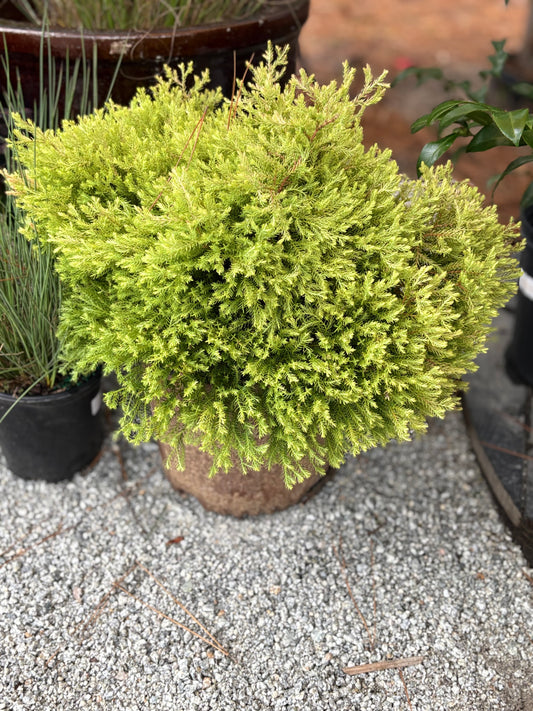 Arborvitae ‘Fire Chief’