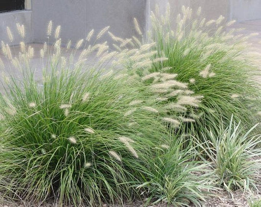 Grass Pennisetum White Fountain 3gal