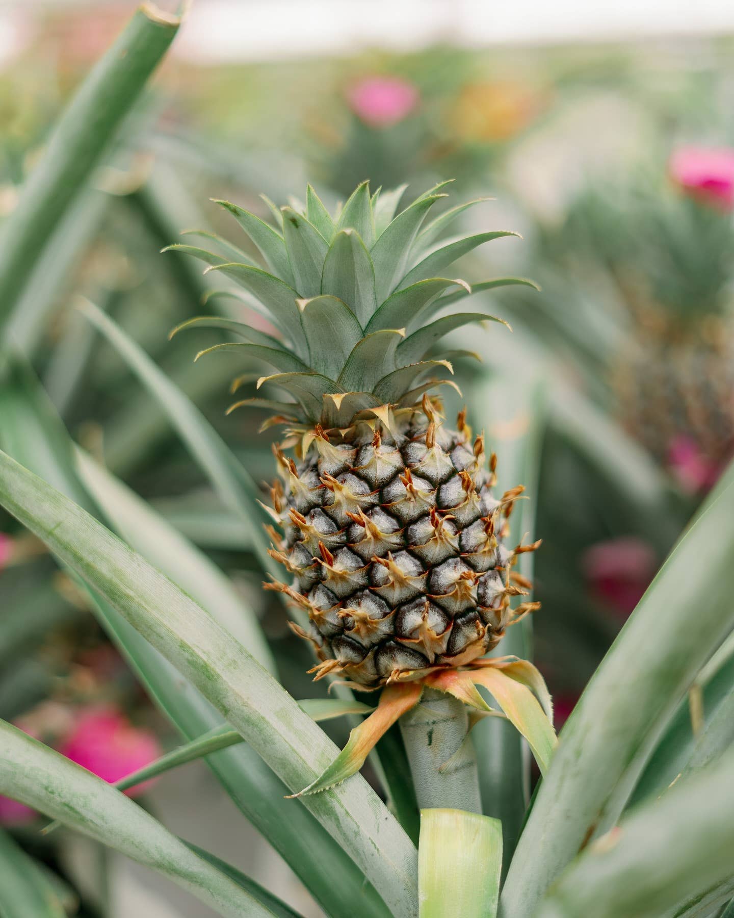 🍍 2 Gallon Pineapple Plant
