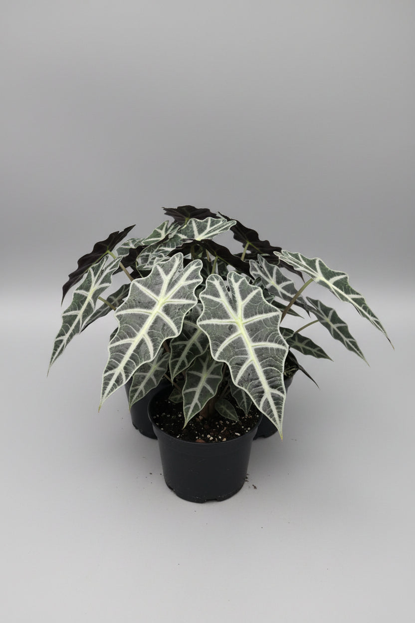 4" Alocasia Poly