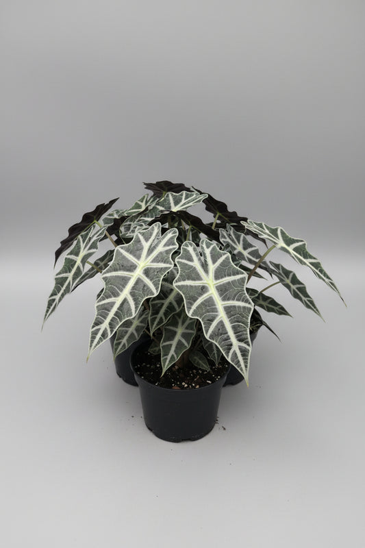4" Alocasia Poly