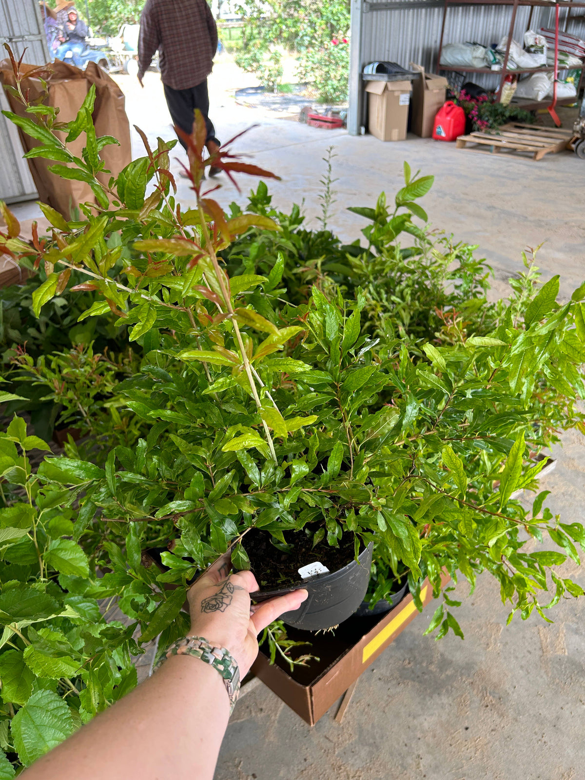 Assorted Fruit Trees (6")