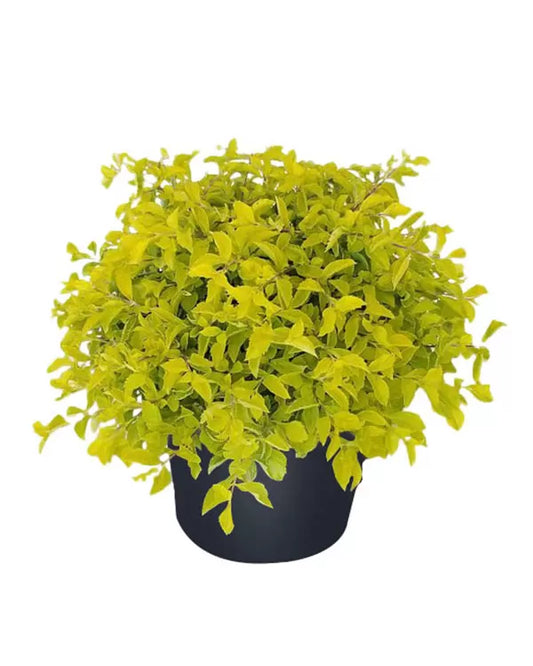 Duranta (3 Gallon)