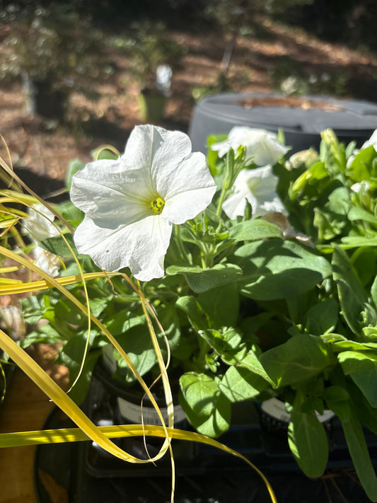 Petunia 4.5"