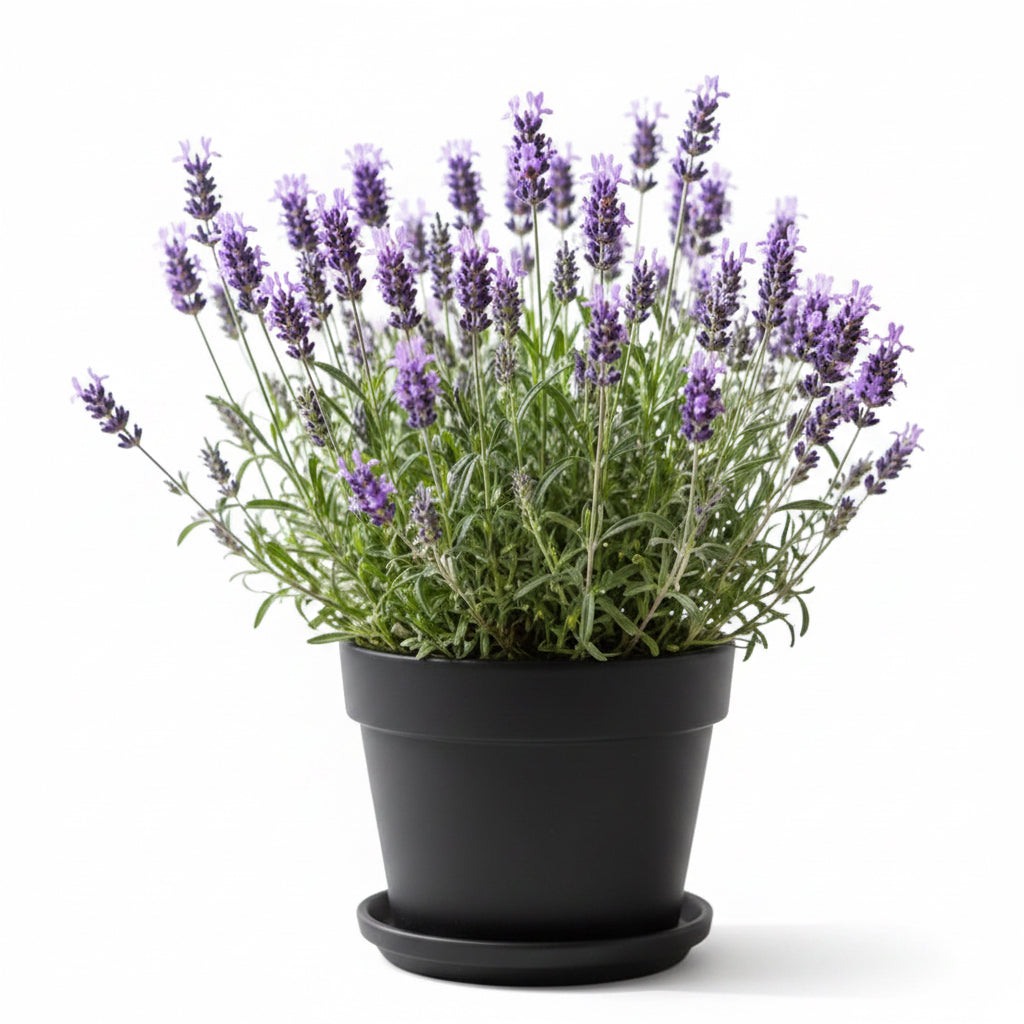💜 French Lavender – 4.5”