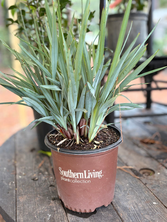 Dianella ‘Clarity Blue’