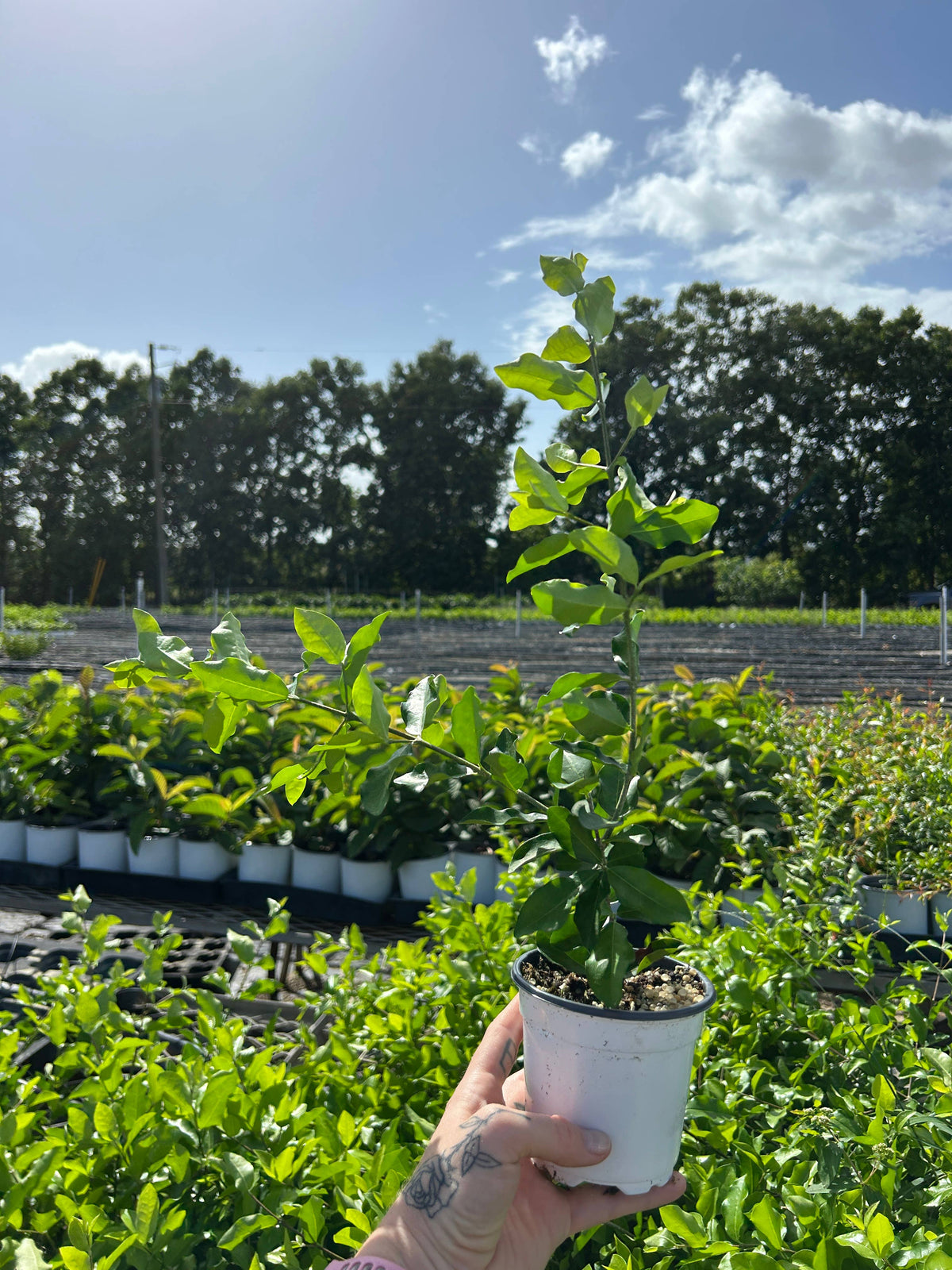 4" 'Barbados Cherry' (Malpighia emarginata)