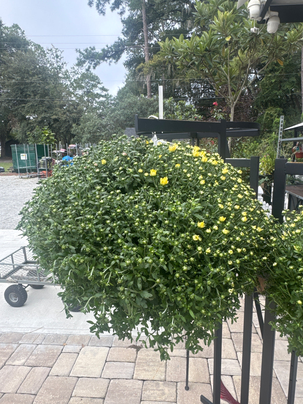 11" Hanging Basket Mum
