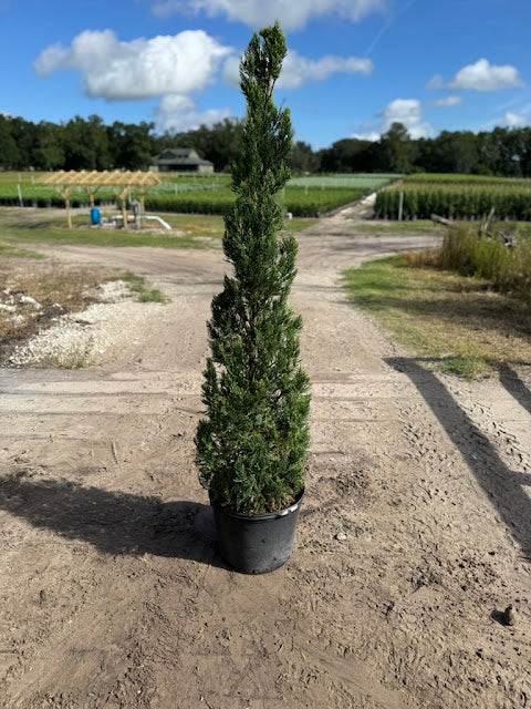 Hetz Juniper Cone Topiary – 7 Gallon