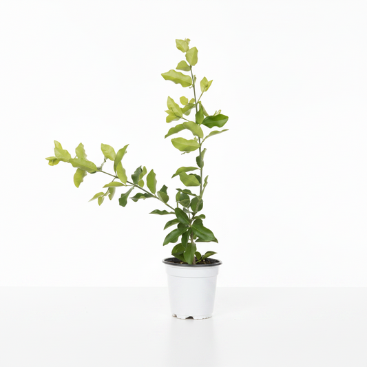 Assorted Fruit (4" Trees)