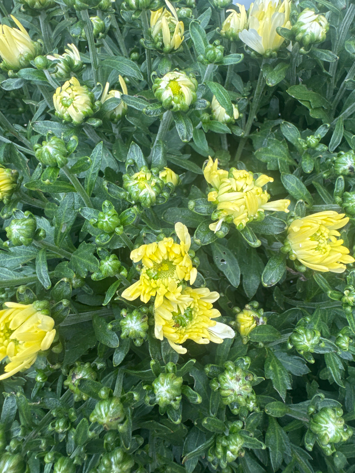 11" Hanging Basket Mum