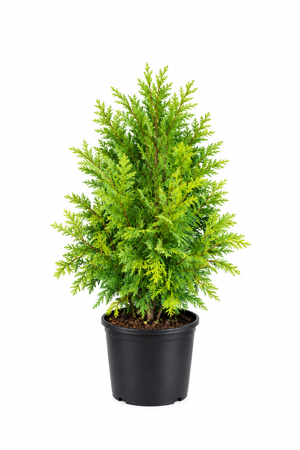 Lemon Burst Arborvitae (3 Gal)