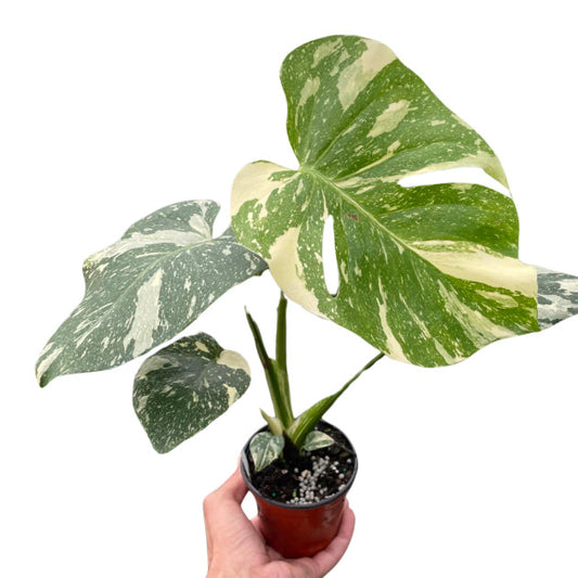 Monstera Thai Constellation (6")