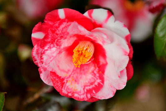 🌸 Verna Halbert Camellia (Camellia japonica) — 1 Gallon