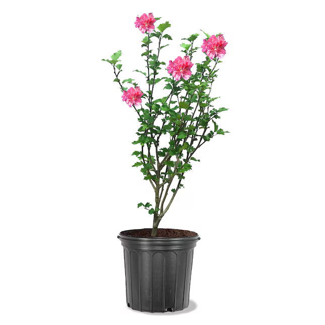 Rose of Sharon (Althea) – 3 Gallon 🌸🌿