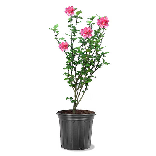 Rose of Sharon (Althea) – 3 Gallon 🌸🌿