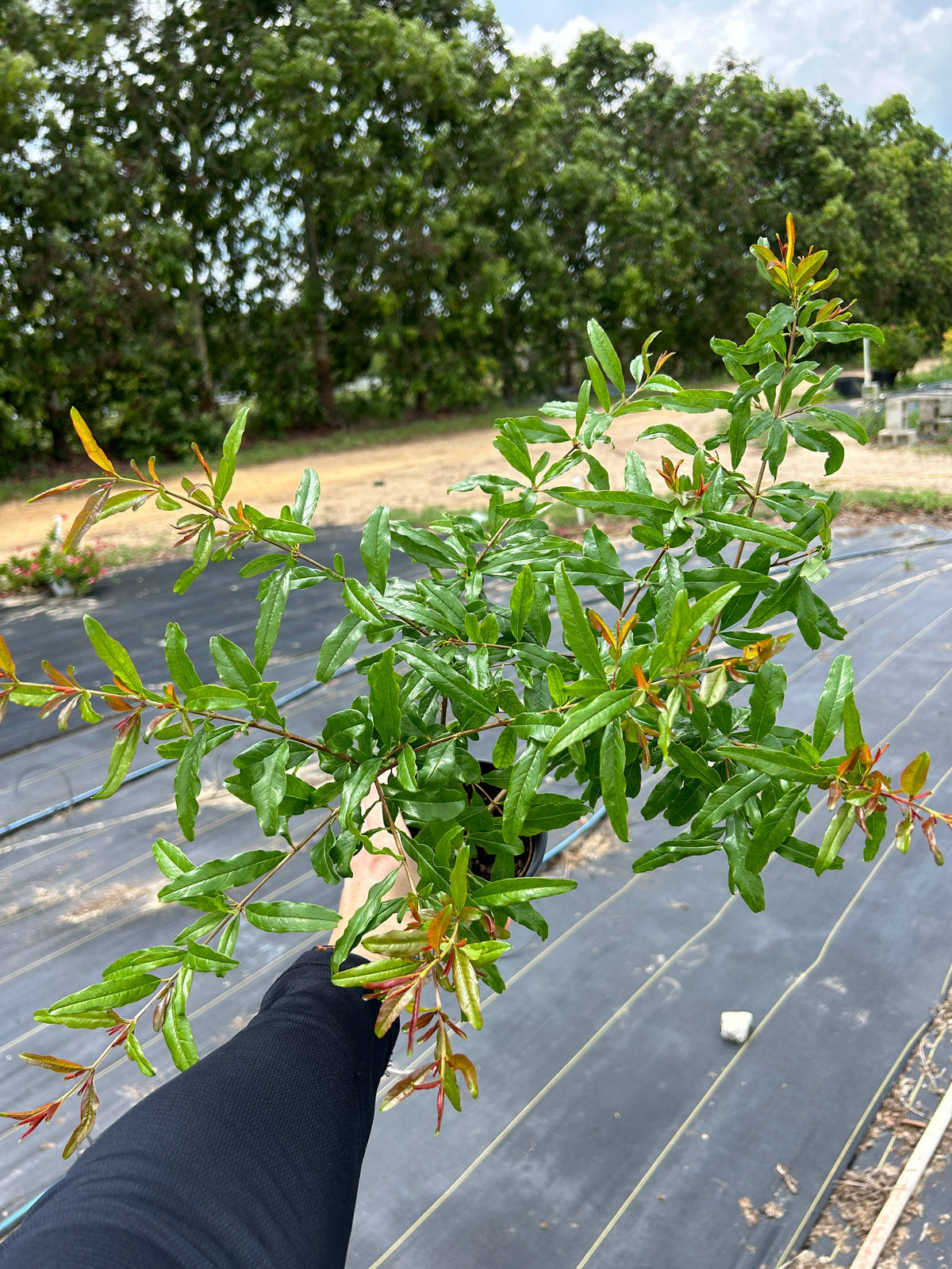 4" 'Wonderful' Pomegranates (Punica granatum)