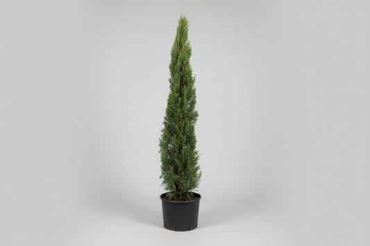 Italian Cypress (7 Gallon)