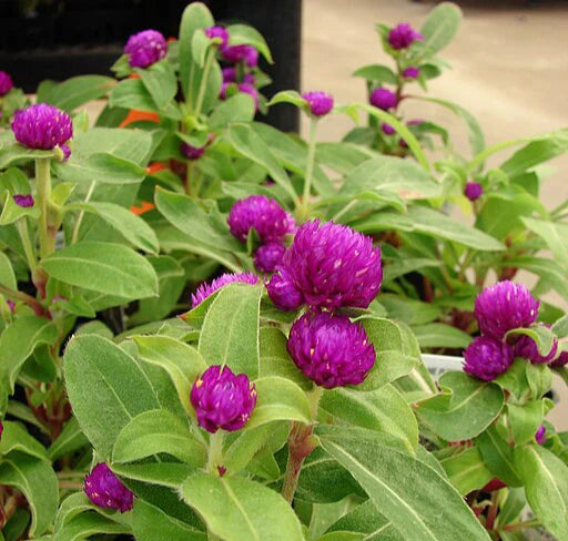 Gomphrena Gnome Purple 4"