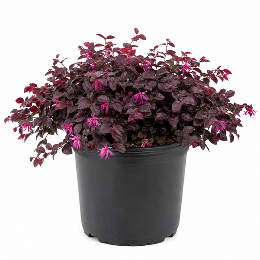 Purple Pixie® Dwarf Weeping Loropetalum – 3 Gallon