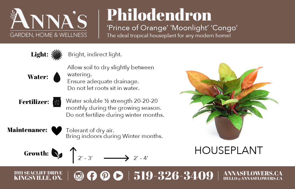 6" Philodendron Assortment