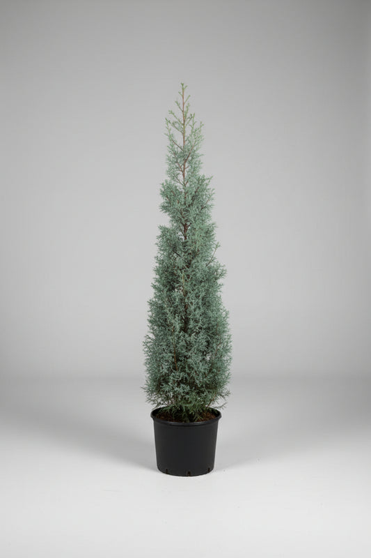 Carolina Sapphire Cypress – 7 Gallon Cone Shape  (Cupressus arizonica var. glabra ‘Carolina Sapphire’)
