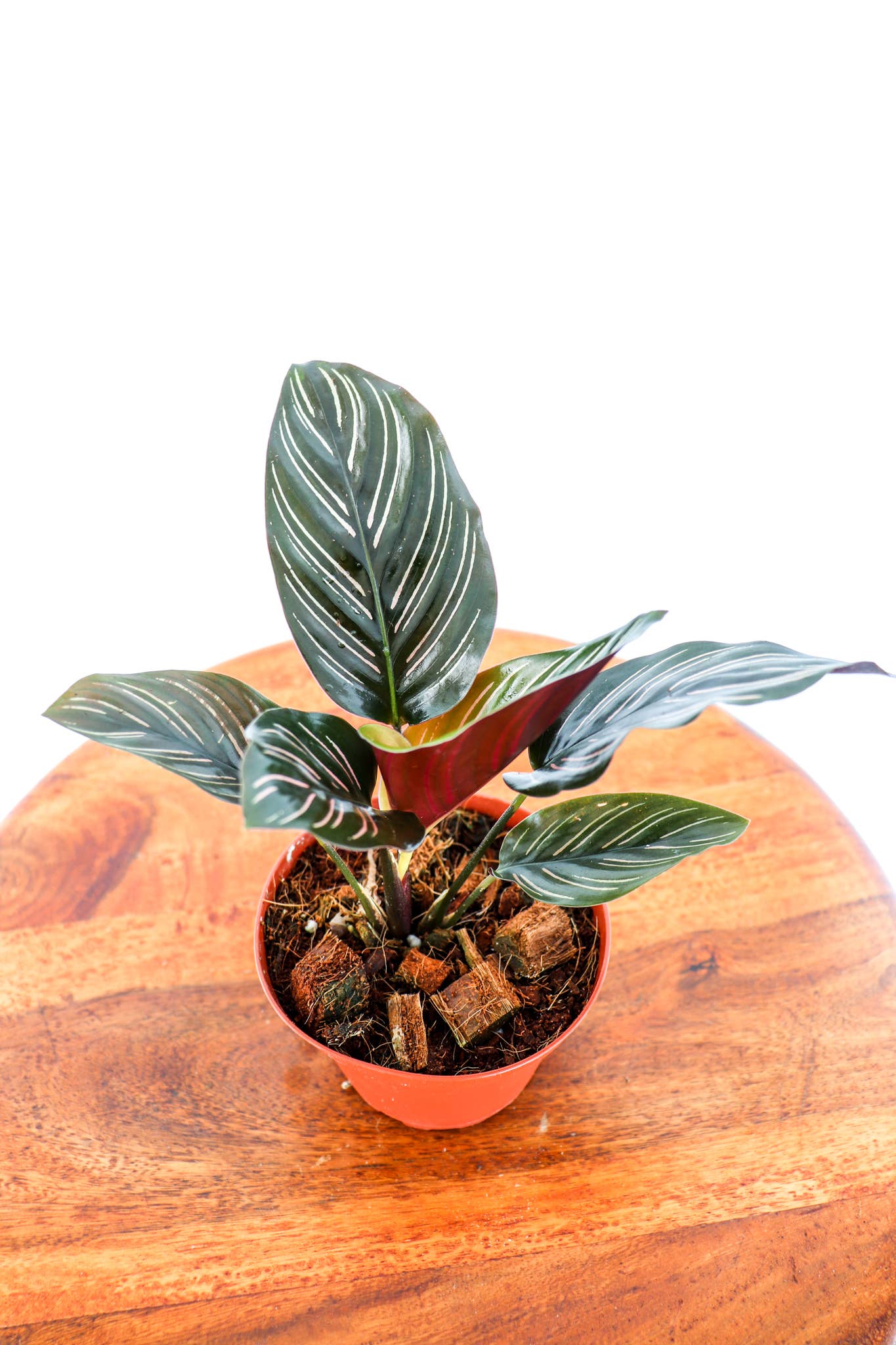 4" Calathea Assorted