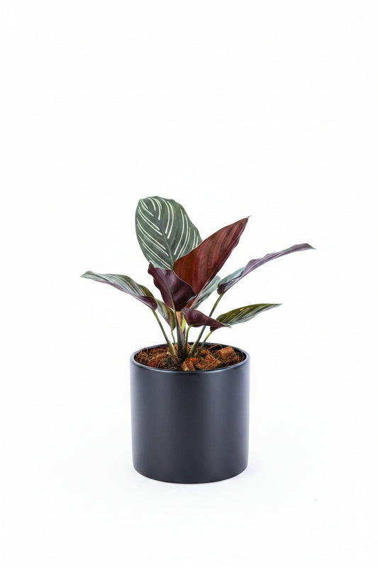 Calathea Assorted (4"-Growers Choice)