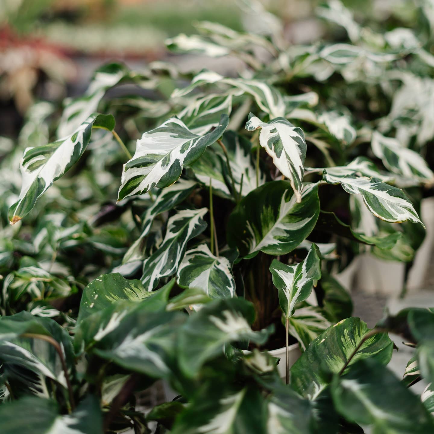 2 Gallon Calathea Stella