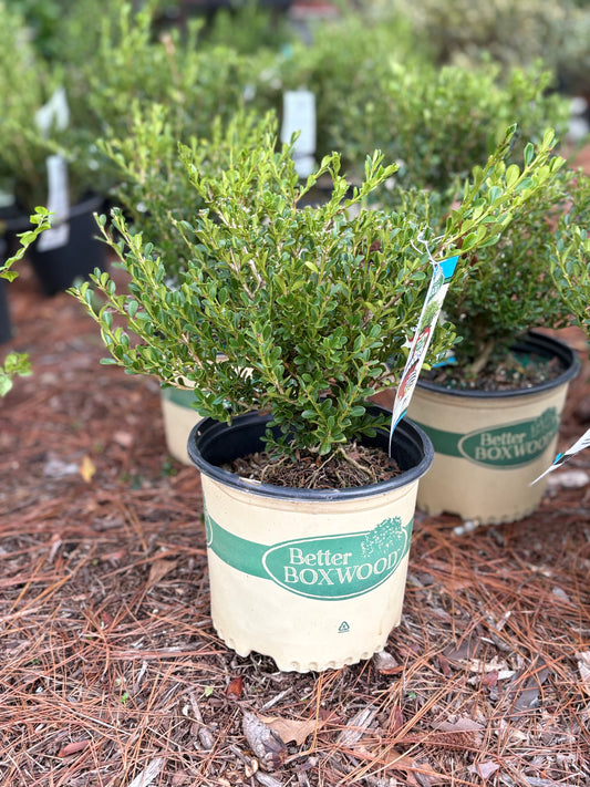 Boxwood ‘Babylon Beauty’