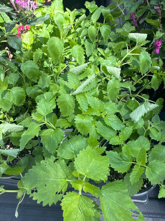 Lemon Balm (Quart size)