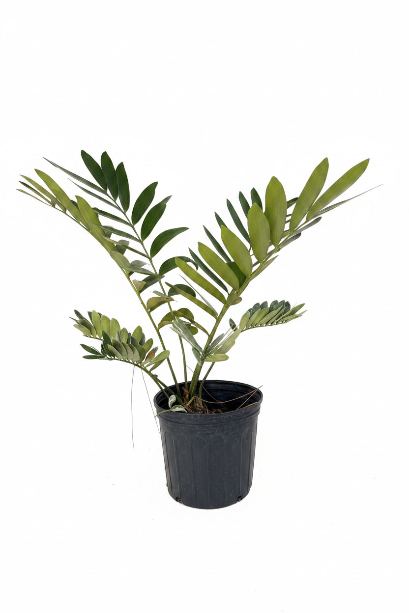 Cardboard Palm (3 Gallon)