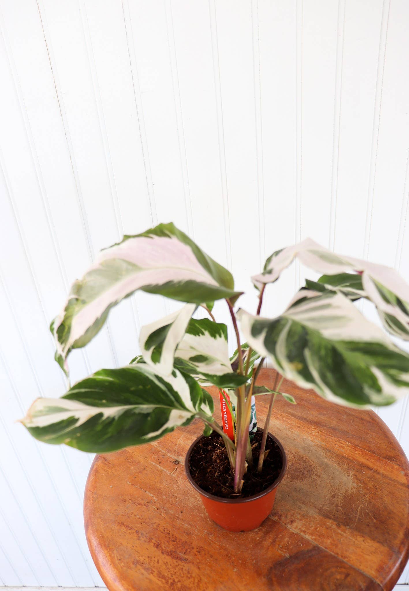 2 Gallon Calathea Stella