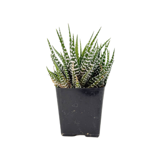Zebra Plant | 2.5 inch | Haworthia fasciata