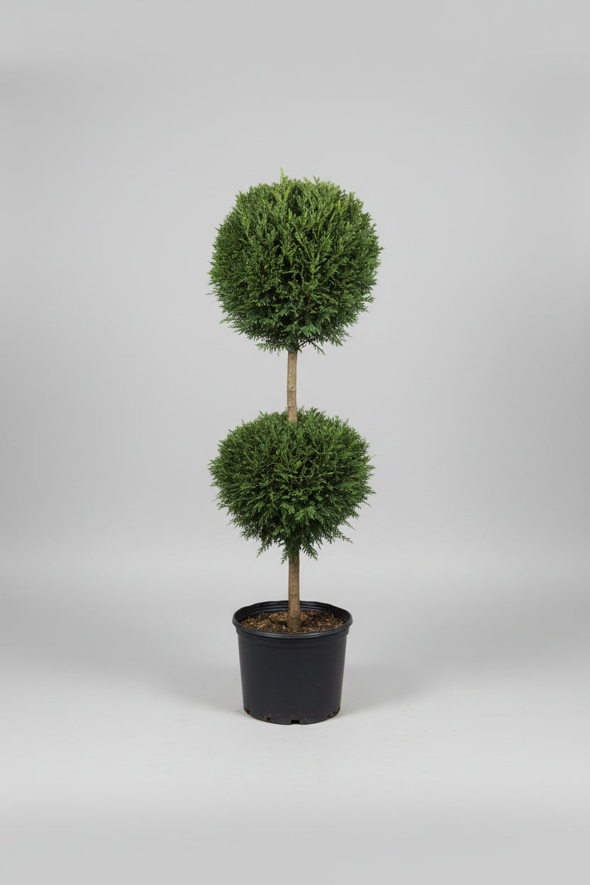 Carolina Sapphire #5 2-Ball Topiary