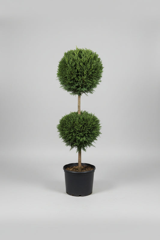 Carolina Sapphire #5 2-Ball Topiary