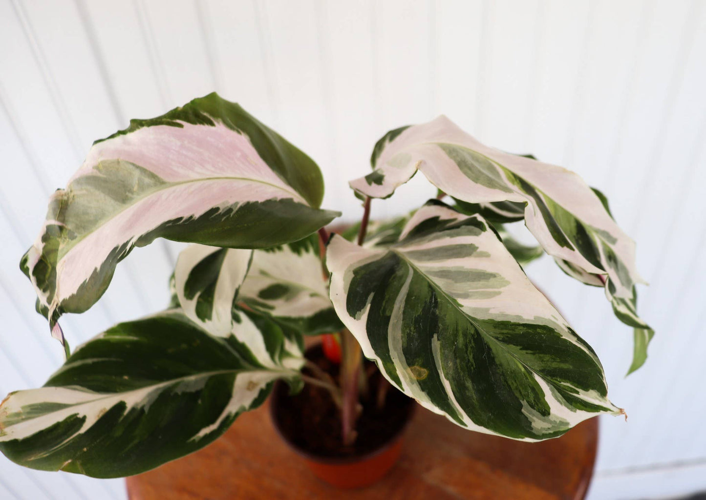 6" Calathea Assorted Varieties (Individually Priced)